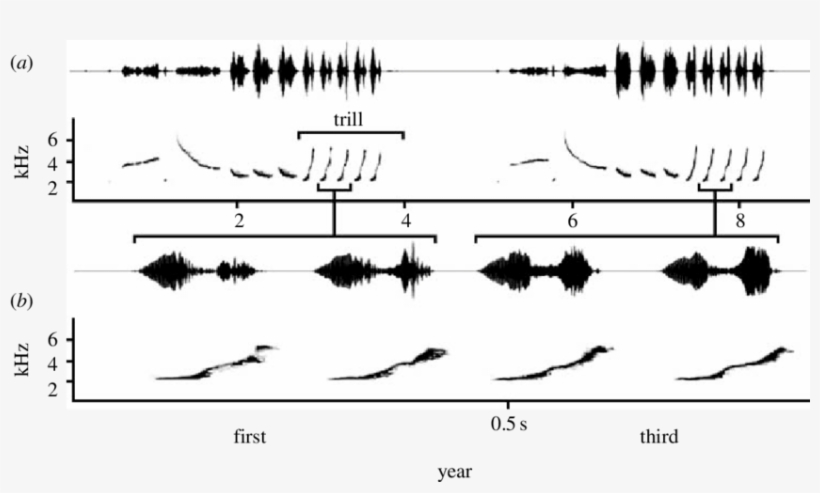 A Waveform And Spectrogram Of A Song Stimulus Pair - Song, transparent png download