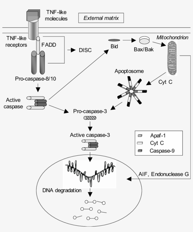 The Extrinsic Pathway Is Triggered By Tnf Like Molecules - Extrinsic Pathway Is Triggered, transparent png download