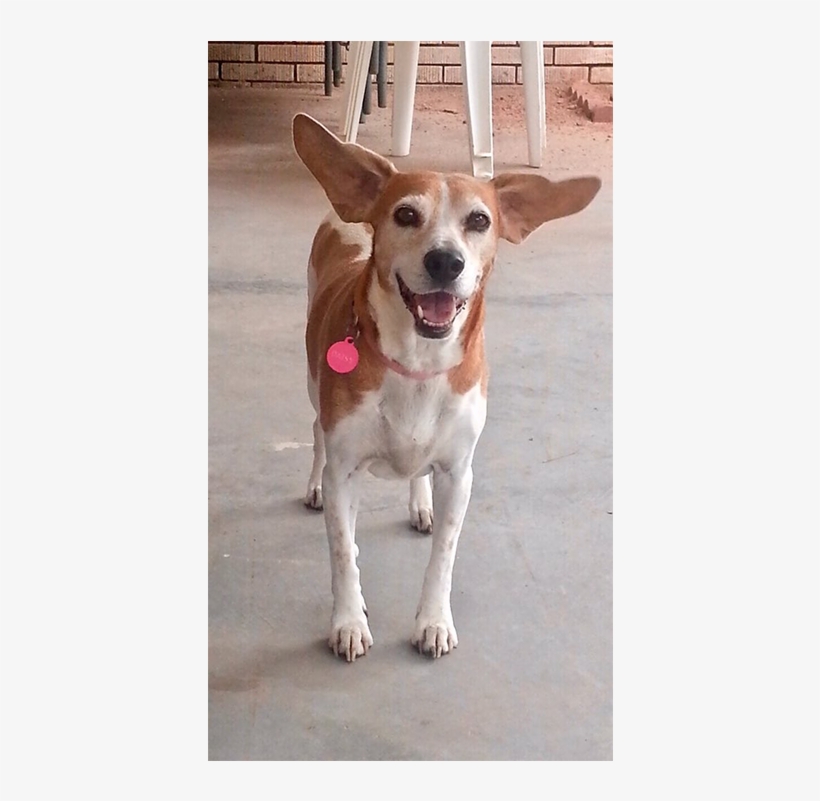 Family Photos Of Daisy The Dog - Dog Last Day, transparent png download