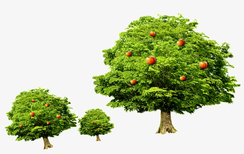 Celebrate Children S Day Tree Vector - Meyve Ağacı Png, transparent png download