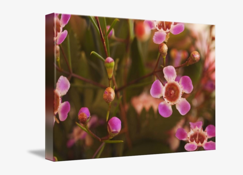 Pink And Buds By Ambient Creations - Blossom, transparent png download