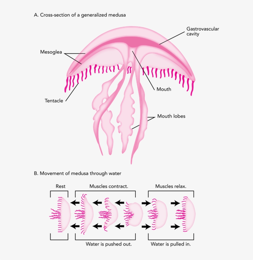 <p><strong>fig - 3 - 29 - </strong> Generalized Body - Diagram, transparent png download