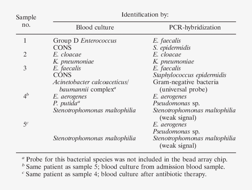 Bacteria Identified By Blood Culture And Pcr-hybridization - Infection, transparent png download