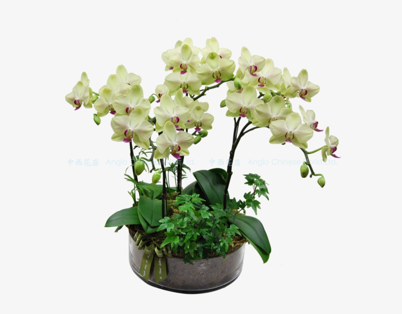 Flowerpot, transparent png download