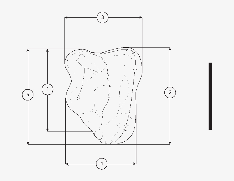 Measurements On The Upper Molar - Diagram, transparent png download