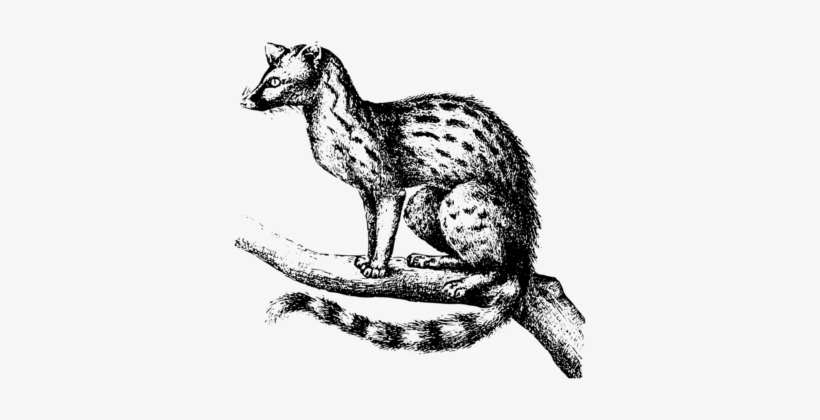 Viverrids Whiskers Red Fox Computer Icons Visual Arts - Genet Clipart, transparent png download