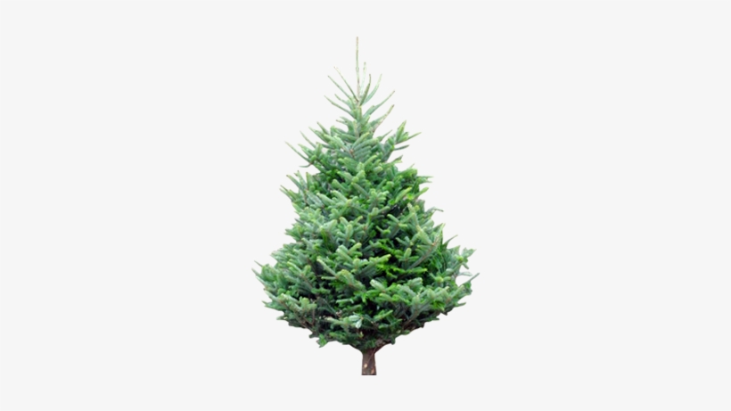 Fraser Fir - ” - Pino Del Caucaso, transparent png download