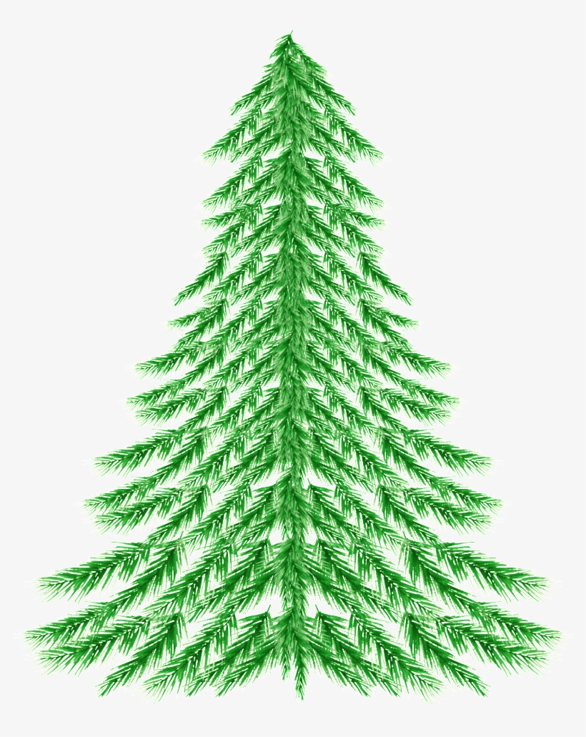 Pine, transparent png download