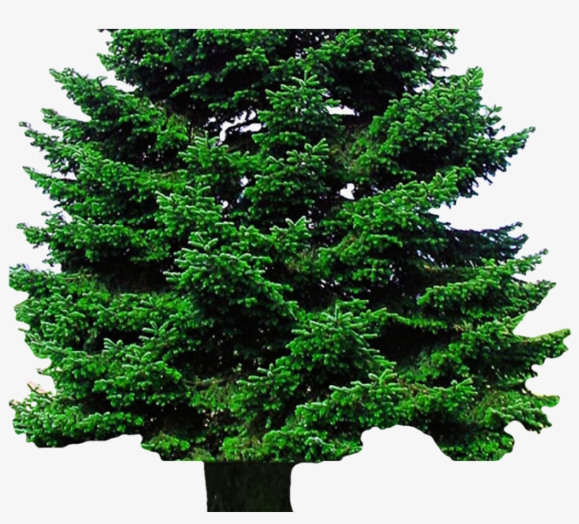 Christmas Tree Png Transparent Image - Christmas Tree, transparent png download