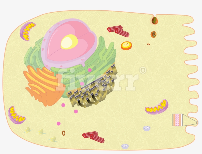 Digitally Draw Anatomy Diagrams And Medical Illustrations - Illustration, transparent png download