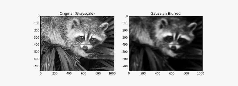 ") Plt - Raccoon In Den Pflanzen Postkarte, transparent png download