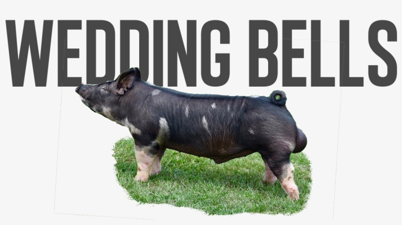 Wedding Bells - Domestic Pig, transparent png download