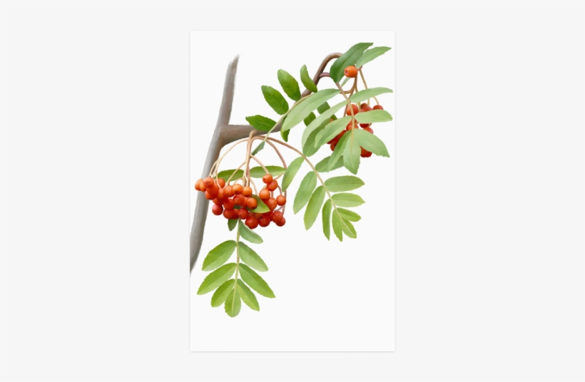 Silver Buffaloberry, transparent png download