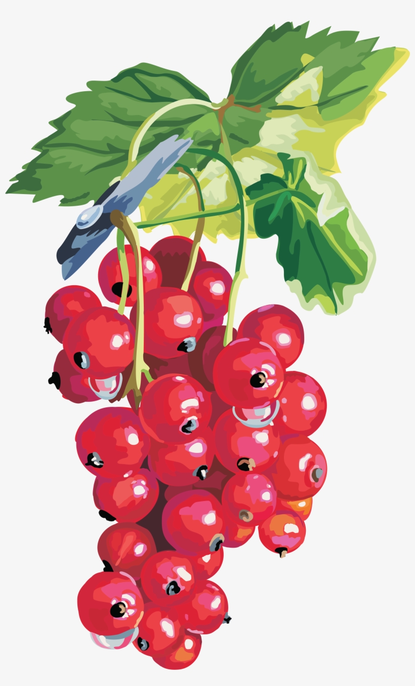 Смородина Красная Кущ Png, transparent png download