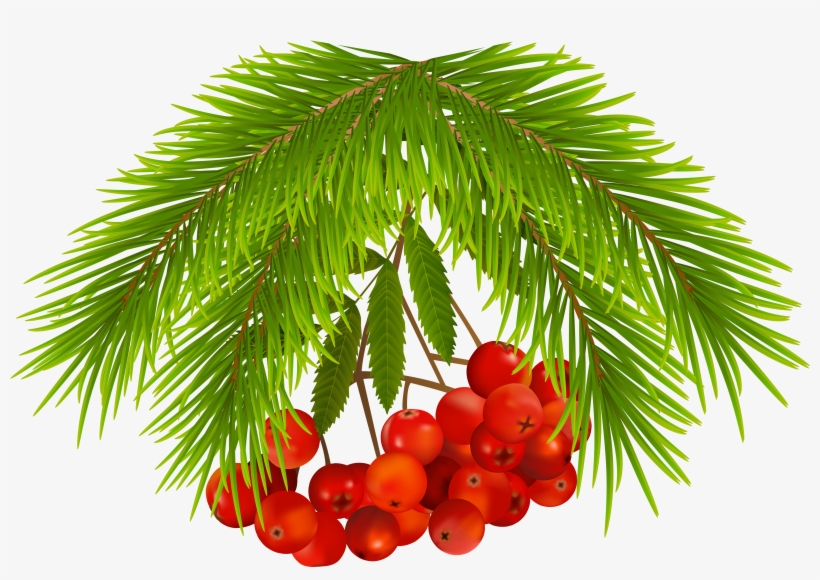 Berries Png, transparent png download
