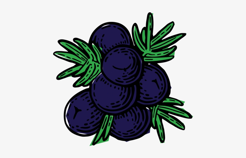 Mayfield Gin Botanical Juniper Berries - Vector Graphics, transparent png download