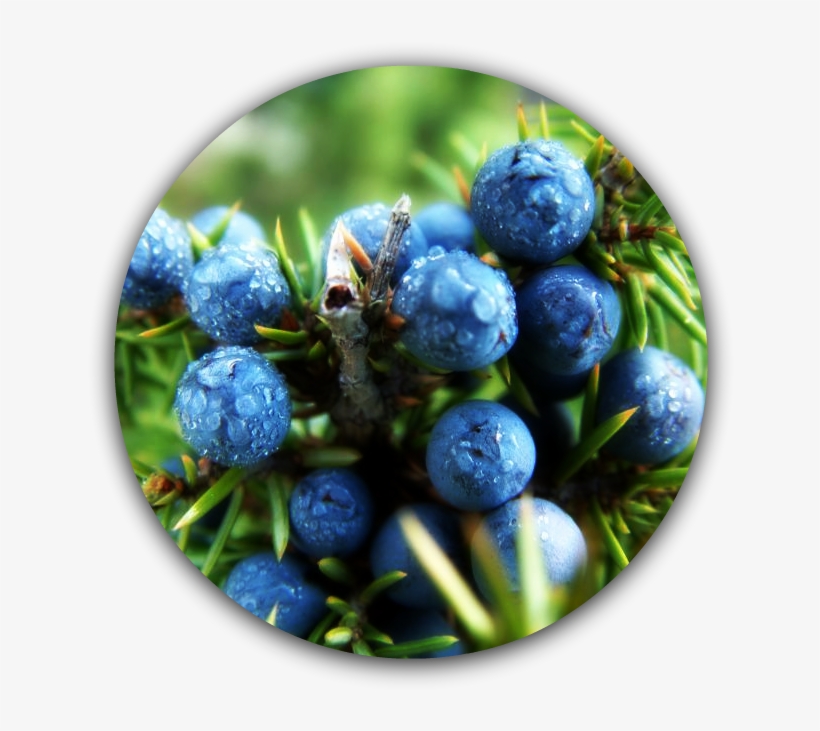 Juniper Berries, transparent png download