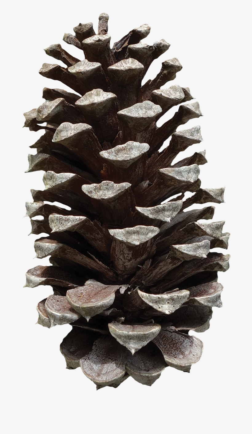 Pine Cone Png - Pinus Fruit, transparent png download