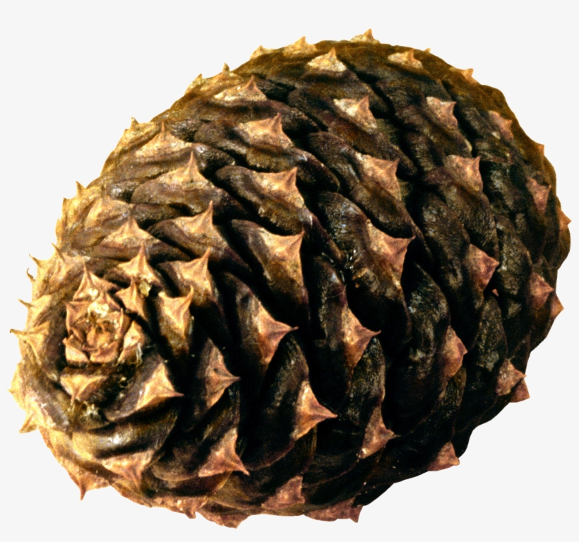 Pine Cone Png - Шишка Пнг, transparent png download
