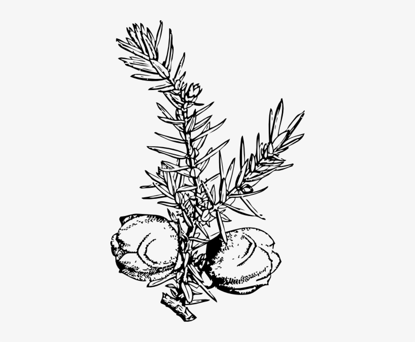 And Berries, transparent png download