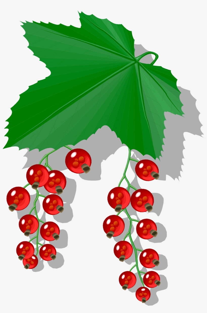 Open - Johannisbeere Clipart, transparent png download