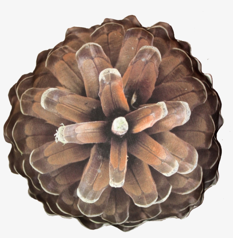 Pine Cone Png, transparent png download