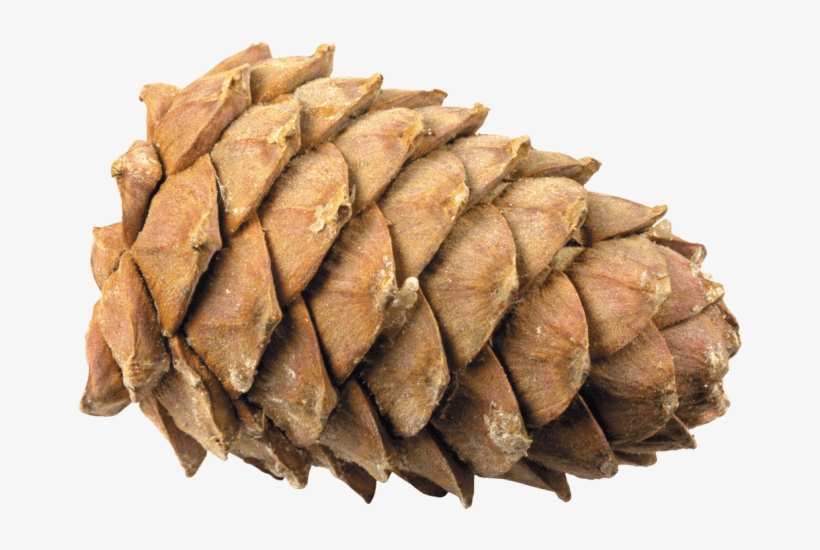 Download - Шишки Png, transparent png download
