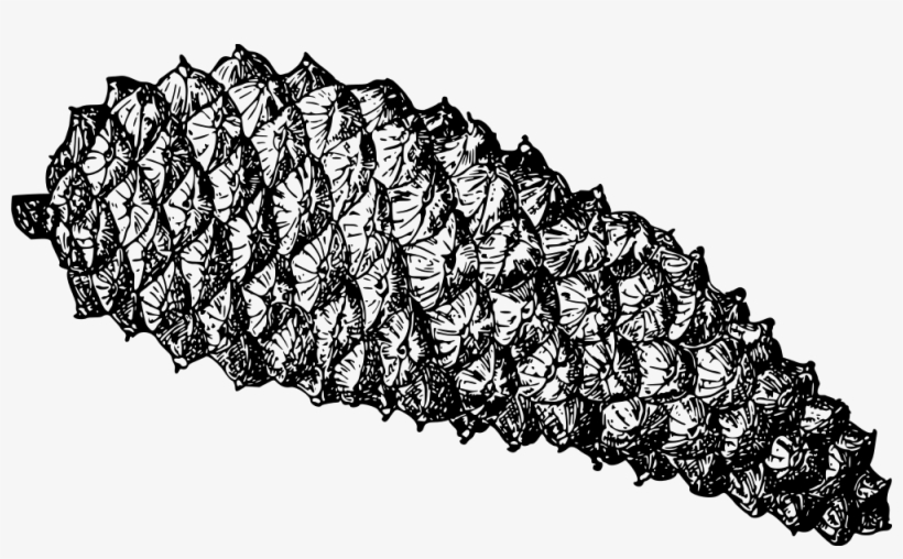 Pine Cone - Pine Cone * Png, transparent png download