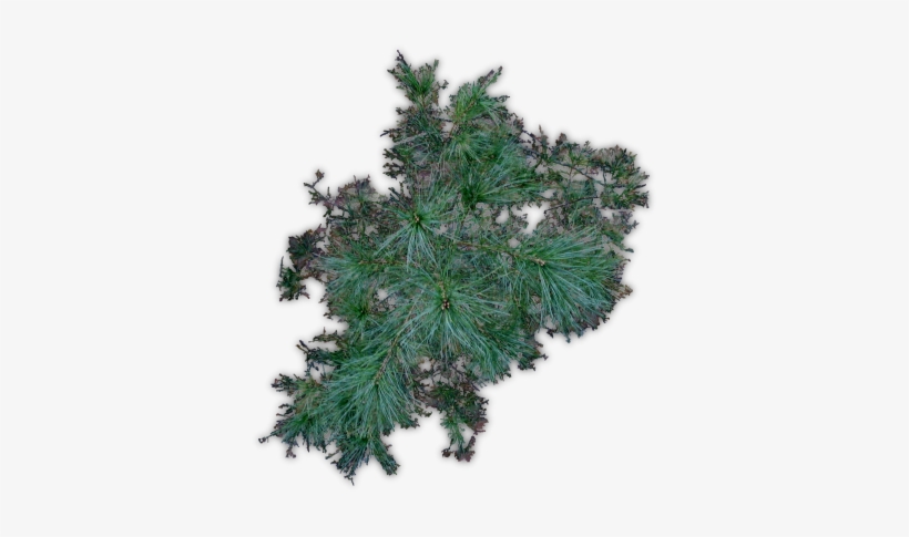 38 248k Pine Jhd C 06 Feb 2009 - Red Pine, transparent png download