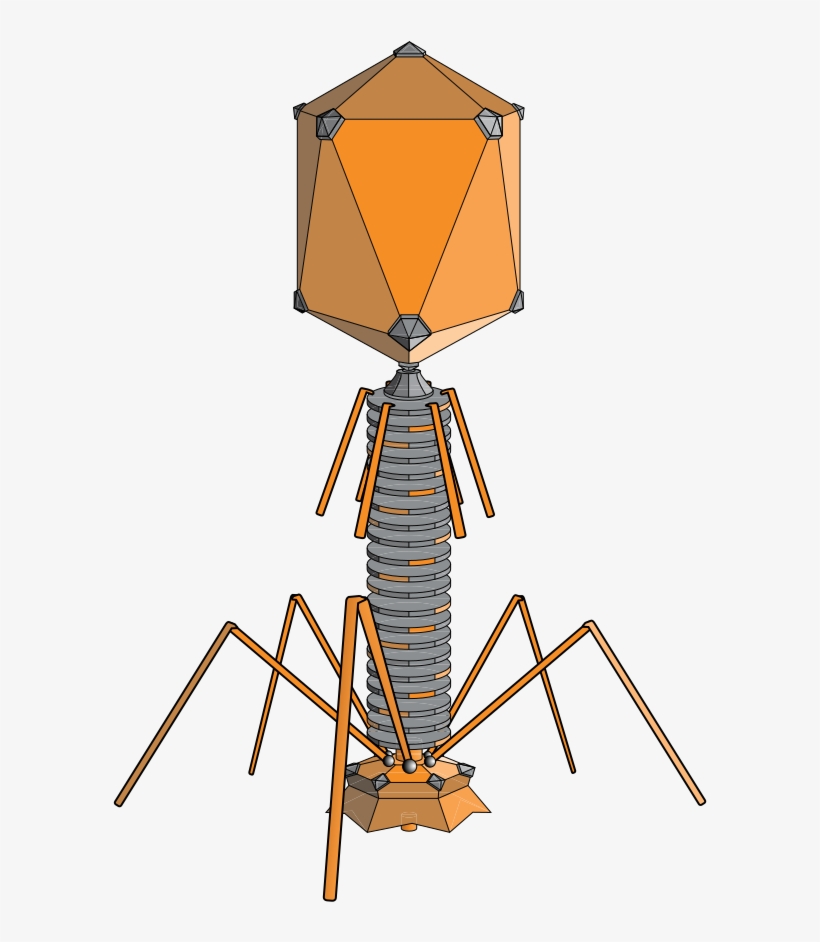 Bacteriophages Are 20 Sided, But With Legs - Virus Bacteriophage, transparent png download