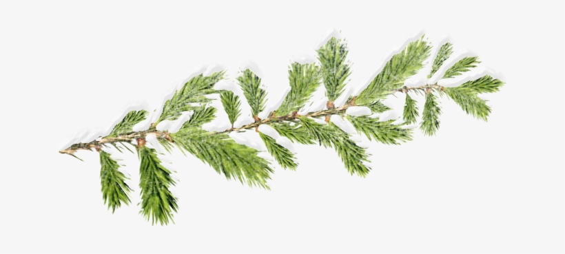 Santa - Television, transparent png download