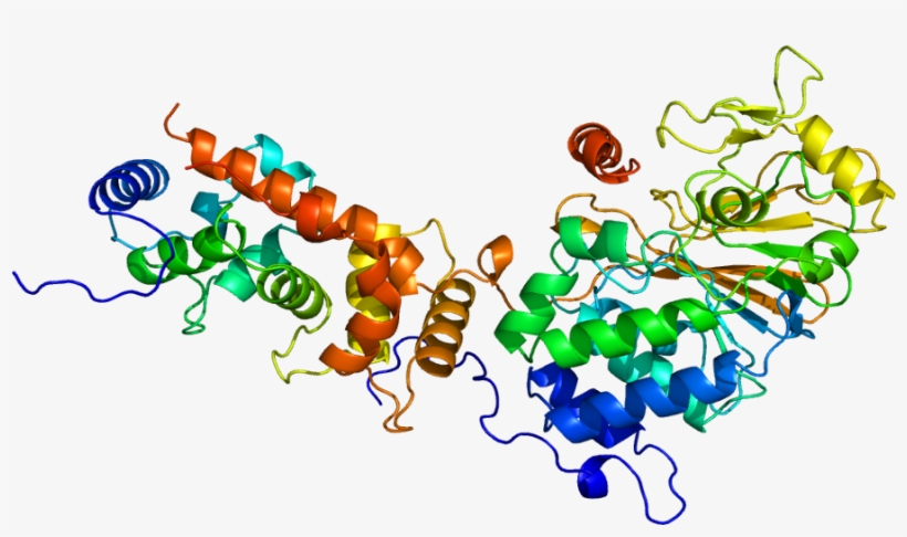 Calcineurin Crystal Structure, transparent png download