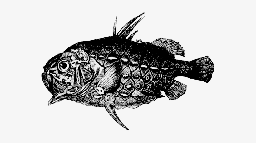 日本 松 球 魚, transparent png download