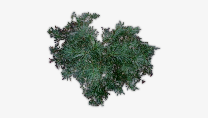 Pine Jhd F - Evergreen, transparent png download