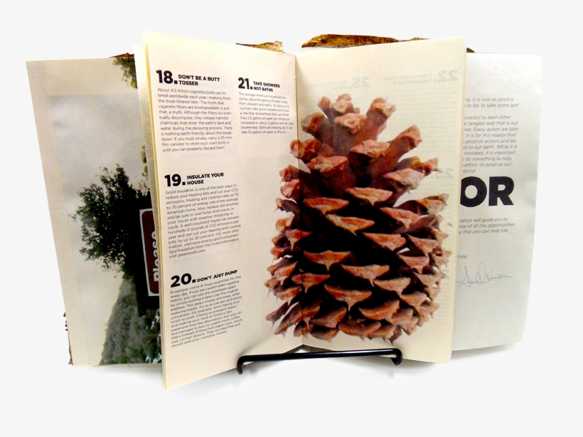 Pinecone, transparent png download