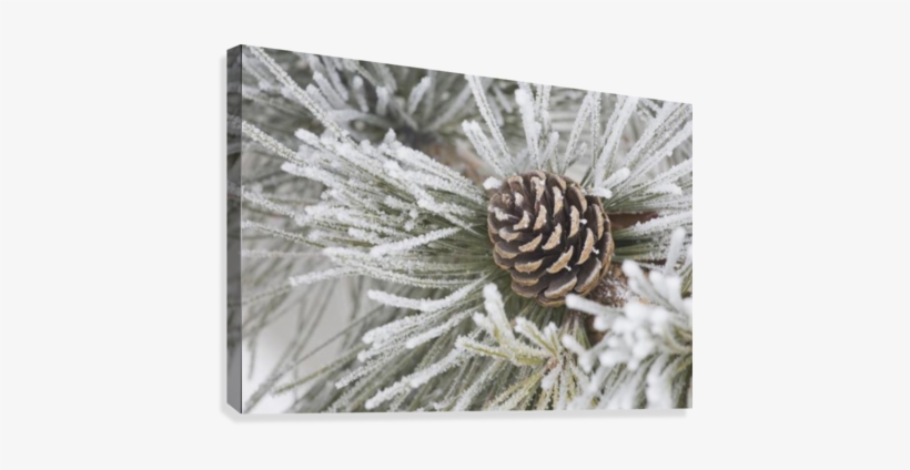Calgary, Alberta, Canada - Frosty Pine Needles, transparent png download