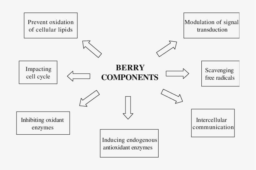 Properties Supporting The Health Beneficial Effects - Fred Perry, transparent png download