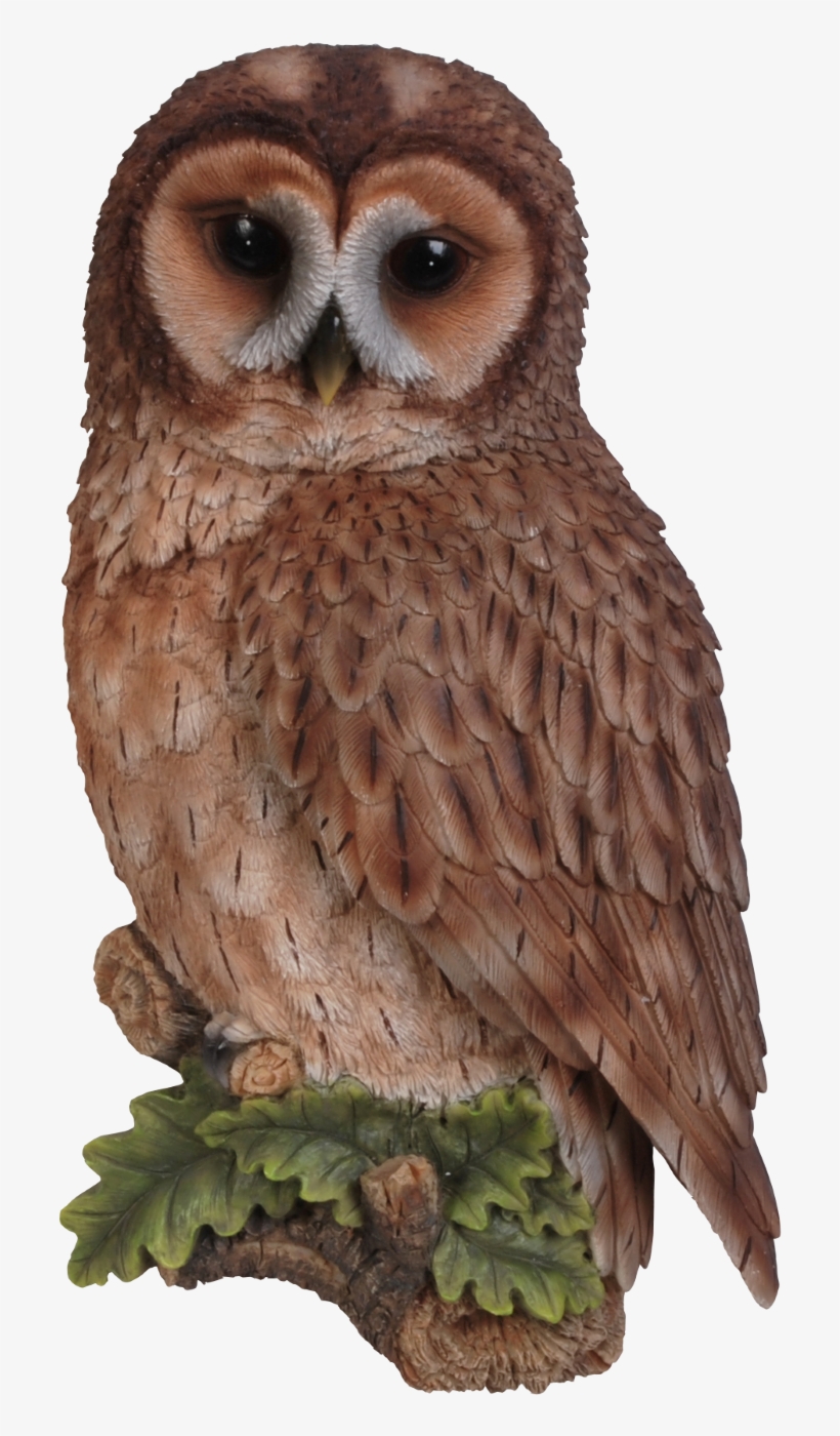 Owl Png Transparent - Vivid Arts Tawny Owl Plaque, transparent png download