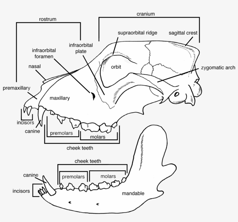 Incisors Present In Upper And Lower Jaws - Illinois, transparent png download