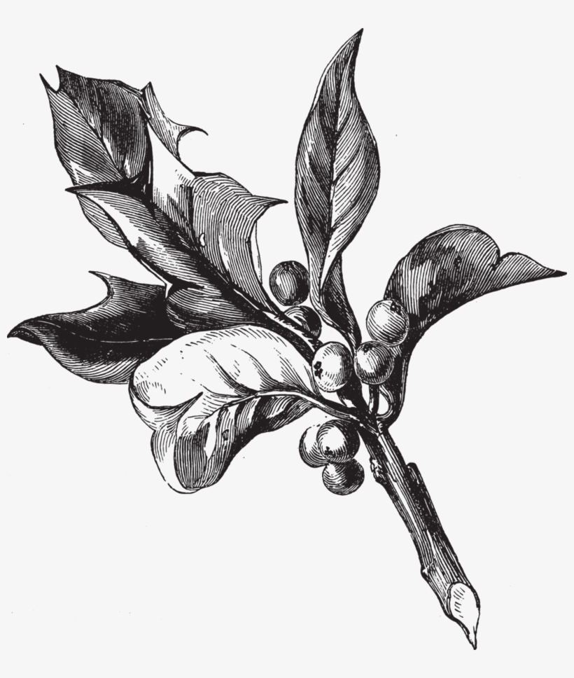 Holly-berries - Illustration, transparent png download