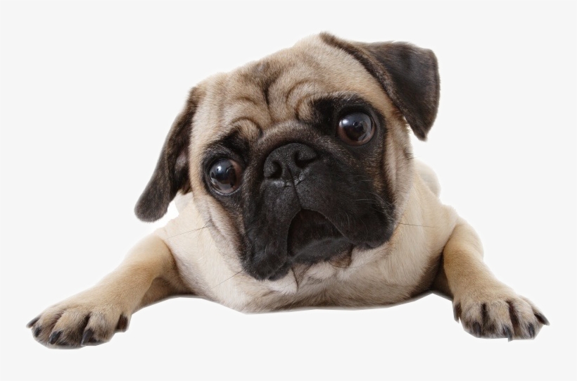 Largest Collection Of Free To Edit Lola The Duckface - Cute Dog Transparent, transparent png download