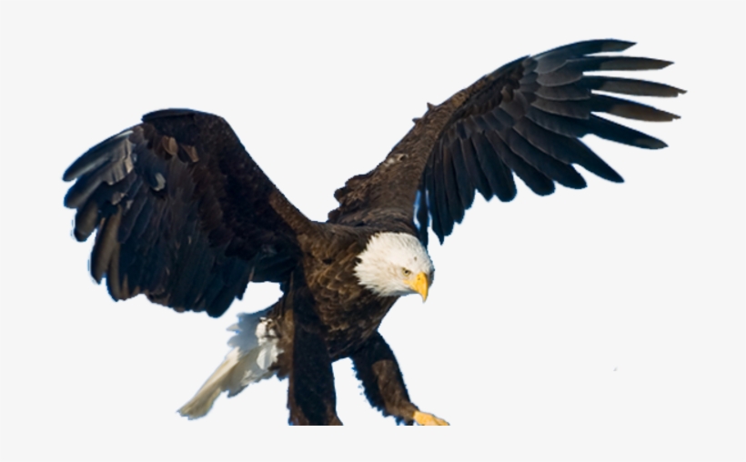 Animaltastic - Canopy Piloting, transparent png download