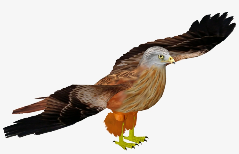 Red Kite 4 - Golden Eagle, transparent png download