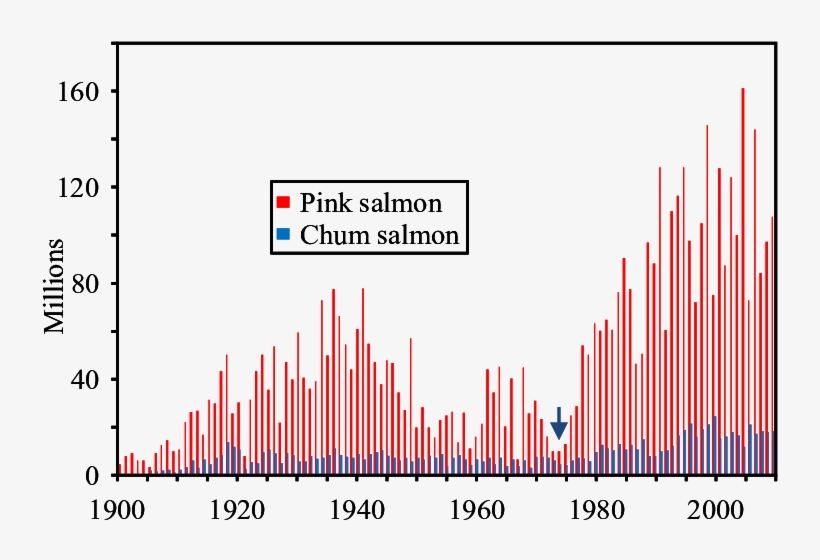 Commercial Harvest Of Alaska Pink And Chum Salmon, - Number, transparent png download