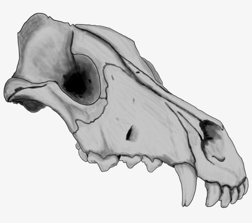 18014157 Dog Skull By Szczygly-d6qh39p1 - Animal Jam Clans Transparent