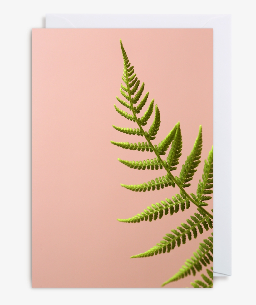Fern Greeting Card, transparent png download