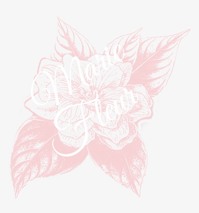 Flannel Flower, transparent png download