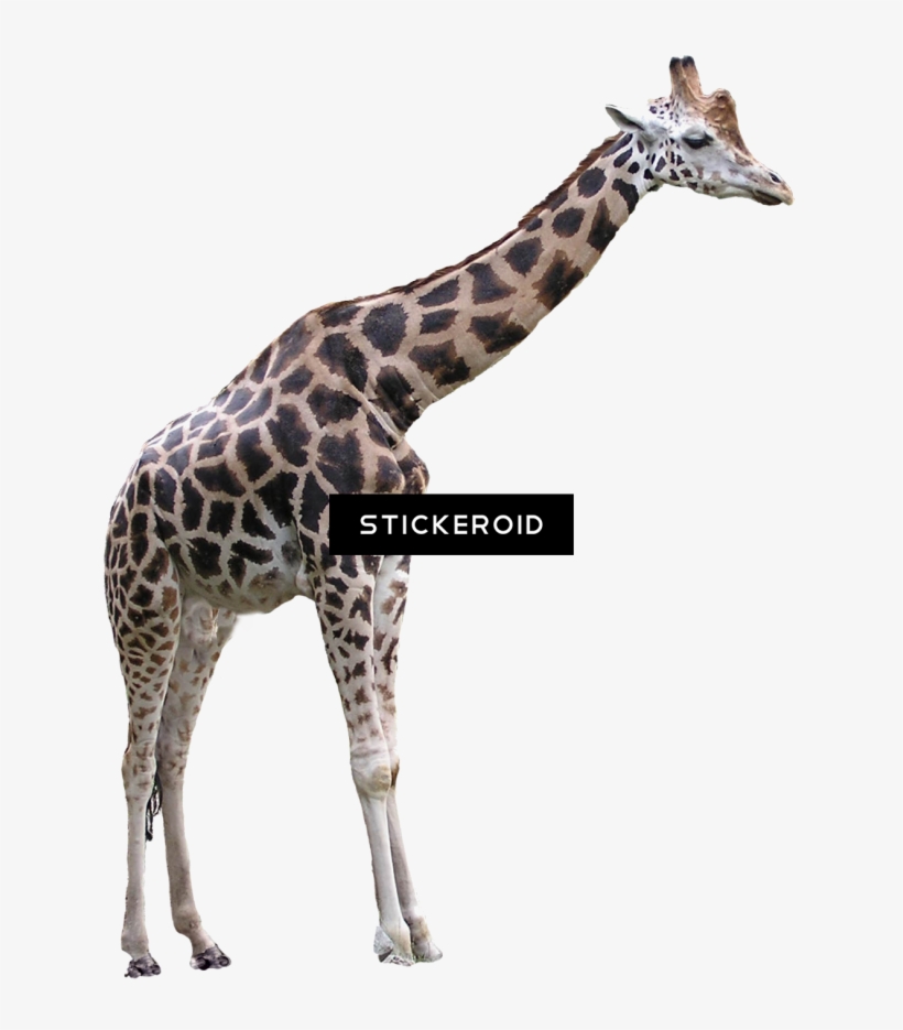 Giraffe Animals - Giraffe, transparent png download