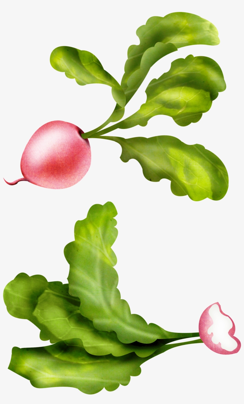 Carrot, transparent png download