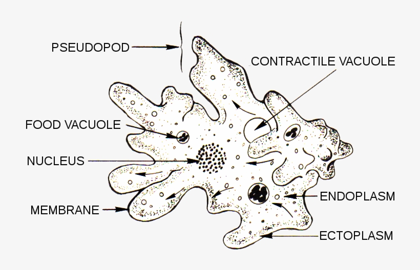 Anatomy Of An Amoeba - Parts Of An Amoeba, transparent png download